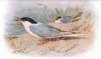 Charrán rosado, de British Birds publicado por Longmans, 1932 de Archibald Thorburn